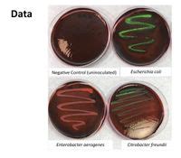 enterobacter aerogenes on emb|Enterobacter aerogenes and Enterobacter cloacae; versatile bacterial.